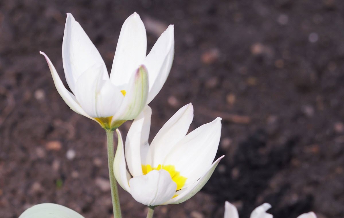 Tulipa biflora