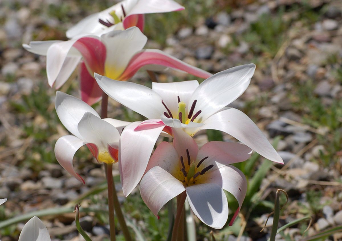 Tulipa clusiana