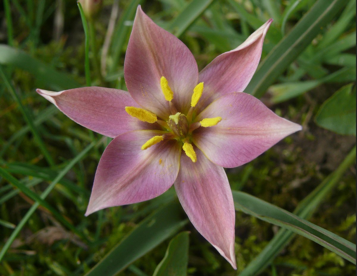 Tulipa humilis