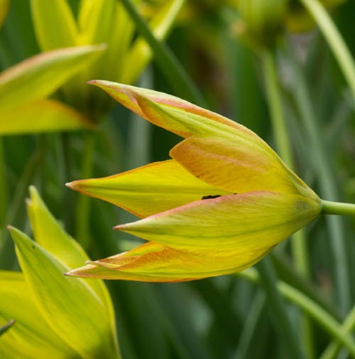 Tulipa orphanidea Flava