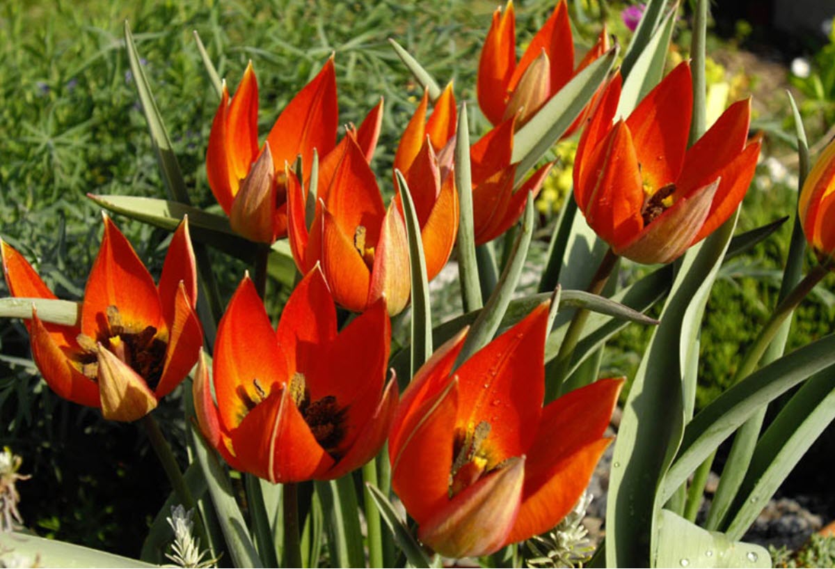 Tulipa orphanidea 