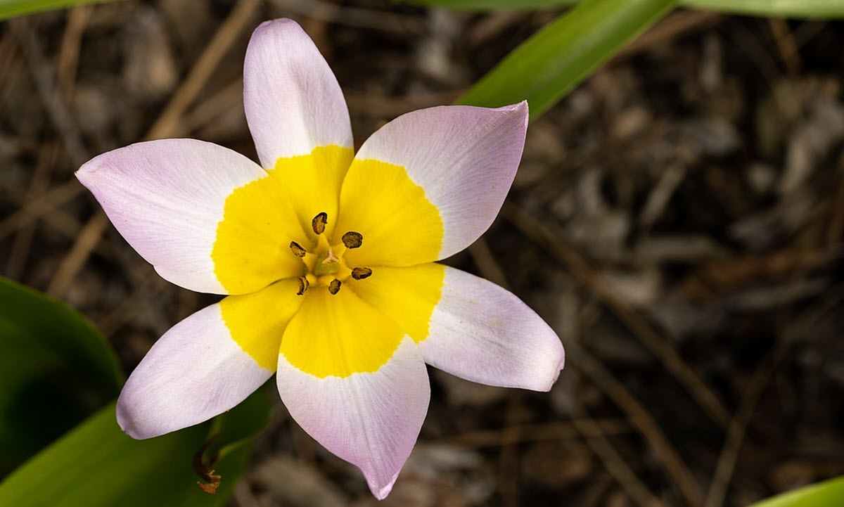 Tulipa saxatilis