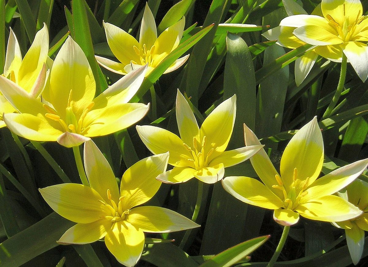 Tulipa urumiensis